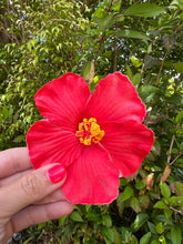 Load image into Gallery viewer, Flower Hairclip
